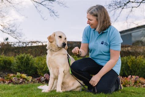 guide dog training volunteer